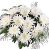 10 weiße Deko-Federchrsysanthemen