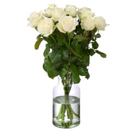 10 Weiße Avalanche Rosen Premium