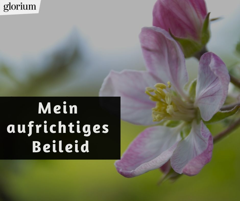 Beileid Bilder 50 Einfuhlsame Beileidsspruche Glorium