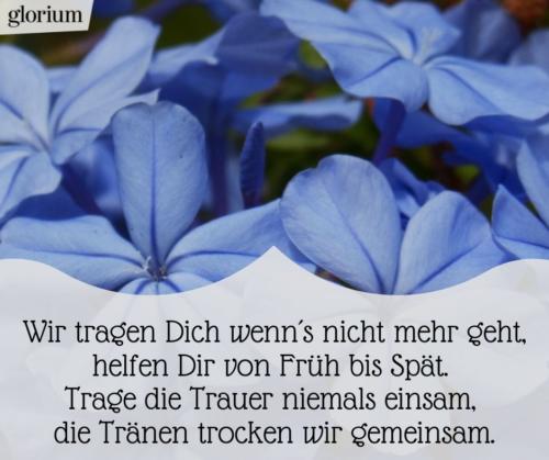 997-beileidsbekundungen-beileid-beileidssprueche-texte-kondolenz-beileidsschreiben-beileidskarten-bild-trauer-trauerspruch-glorium-blumen-wir-tragen-dich