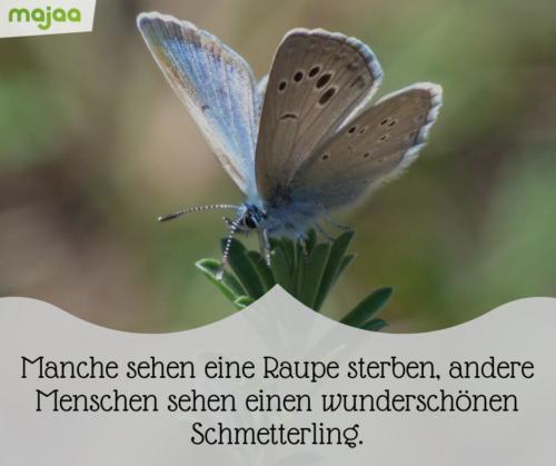 8119-sprueche-bilder-majaa-zum-nachdenken-schmetterling-andere-menschen